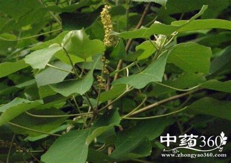 柏葉的功效與作用(清熱解毒/止血散結(jié)/瀉火利尿)