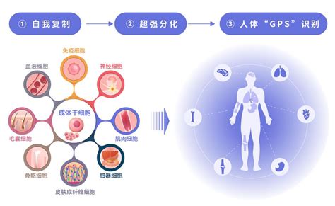 人體干細(xì)胞的作用和功效(分化為各種細(xì)胞/治療疾病/替代捐贈器