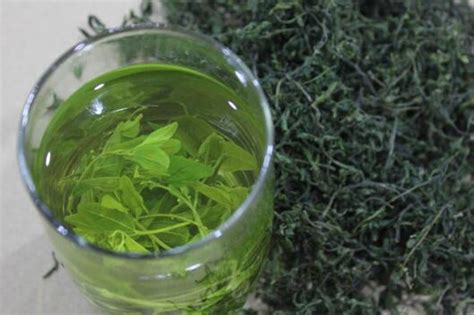 酸棗芽茶的功效和作用是什么