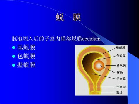 懷孕初期蛻膜反應(yīng)是什么意思