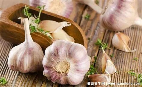 生大蒜一招治痛風(fēng)方法,生吃大蒜或煮水喝最多有輔助效果