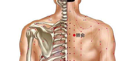 肺俞的準(zhǔn)確位置圖片,肩胛骨中間第三胸椎下長(zhǎng)按止咳化痰