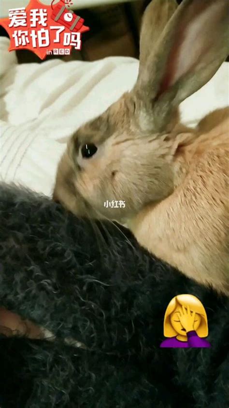 СʲôX(ju)̽С