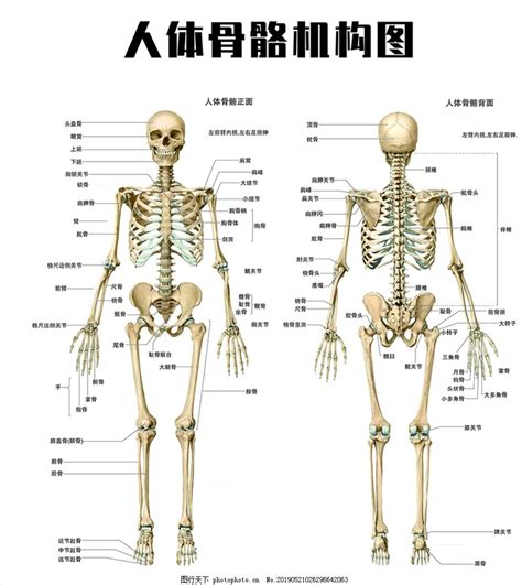人體骨骼圖片及名稱 結(jié)構(gòu)圖高清(人體骨骼圖)