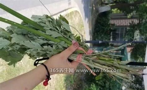 辟謠:熏艾草一家致癌副作用有害,不是長期吸入危害可忽略