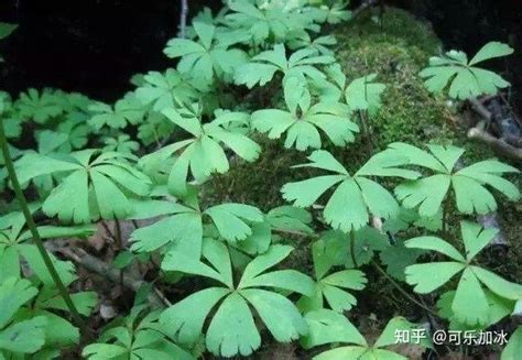 獨葉巖珠和雙葉哪個好